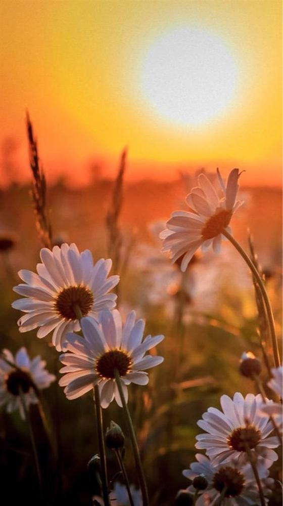 Xem tử vi 12 con giáp thứ Ba ngày 15/12/2020: Tuổi Tý công việc hanh thông, tuổi Mão xấu cả tình lẫn tiền-4