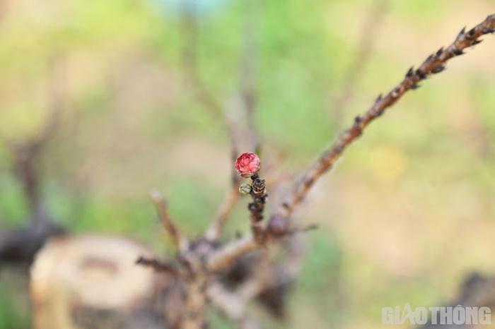 Đào tiến vua nằm phòng điều hòa chờ nở đúng dịp Tết Nguyên đán-12