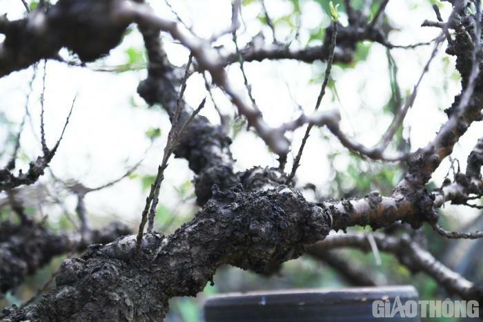 Đào tiến vua nằm phòng điều hòa chờ nở đúng dịp Tết Nguyên đán-6