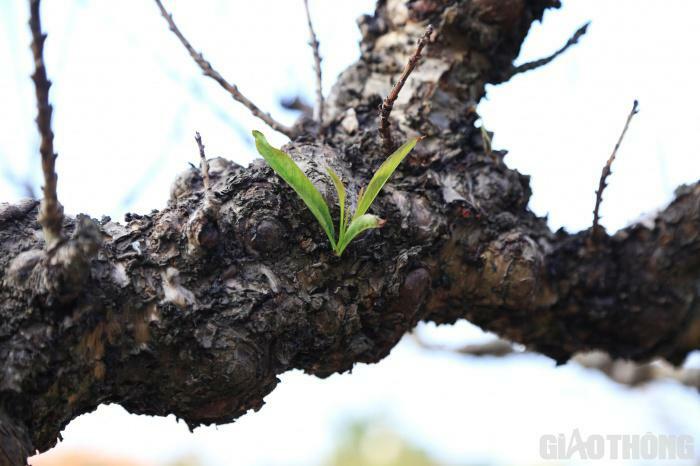 Đào tiến vua nằm phòng điều hòa chờ nở đúng dịp Tết Nguyên đán-7