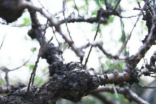 Đào 'tiến vua' nằm phòng điều hòa chờ nở đúng dịp Tết Nguyên đán