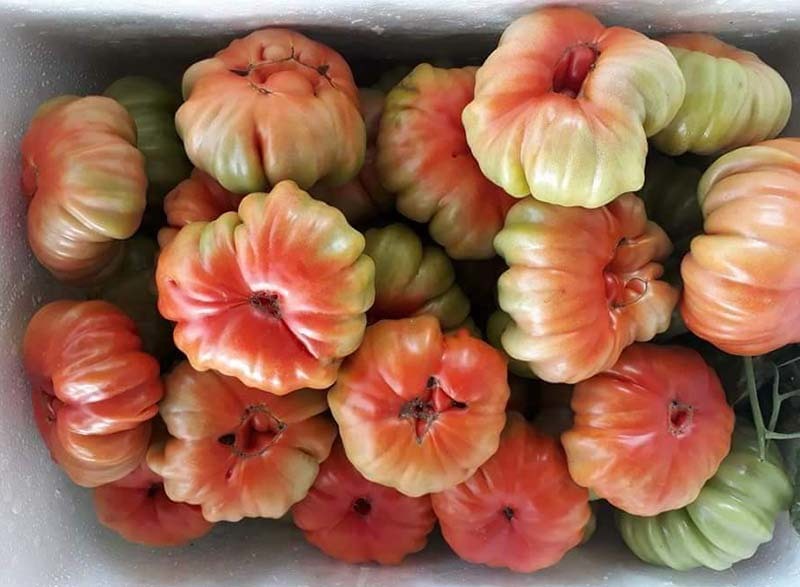 Nhìn xấu lạ, loại cà chua cổ ở Sơn La lại siêu đắt khách-1