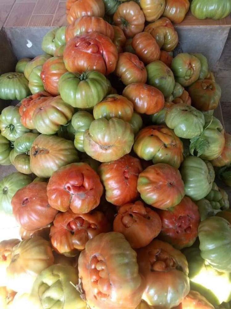 Nhìn xấu lạ, loại cà chua cổ ở Sơn La lại siêu đắt khách-3