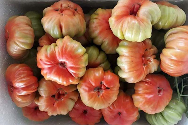 Giá ớt tăng kỷ lục, tiểu thương chẳng buồn bán lẻ-2