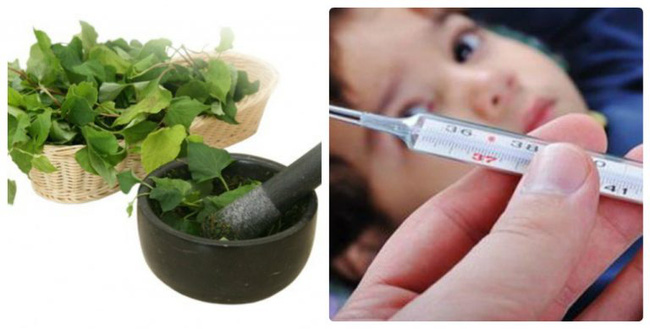 Thứ rau có mùi tanh mà nhiều người sợ hãi hóa ra lại là thuốc đặc trị giúp hạ sốt trong một nốt nhạc cho con bạn-1