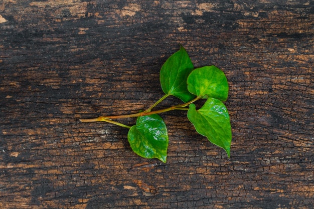 Thứ rau có mùi tanh mà nhiều người sợ hãi hóa ra lại là thuốc đặc trị giúp hạ sốt trong một nốt nhạc cho con bạn-4