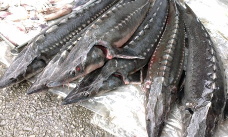 Tác hại khi ăn cá tầm nhập lậu từ Trung Quốc-1