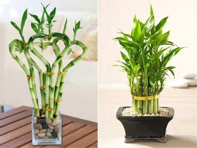 Cuối năm đặt cây này lên bàn thờ kích hoạt tài lộc chảy vào nhà, sang năm gia chủ phất lên nhanh chóng-1