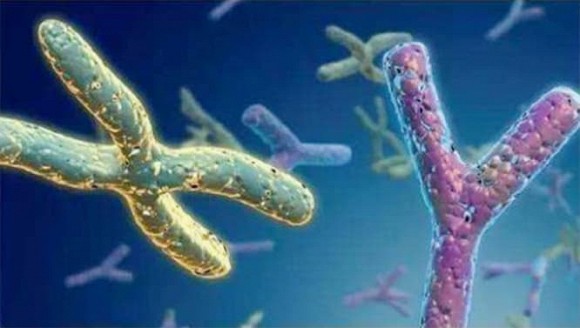 Phụ nữ càng đẹp càng dễ sinh con gái? Có cơ sở khoa học không?-4