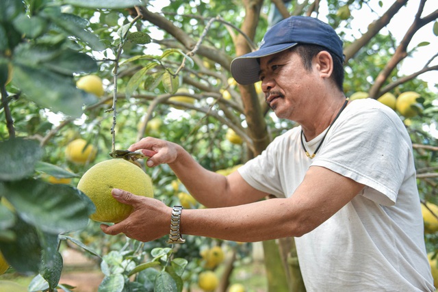 Mục sở thị vườn bưởi Diễn được mùa, kiếm gần 1 tỷ đồng mỗi năm-5