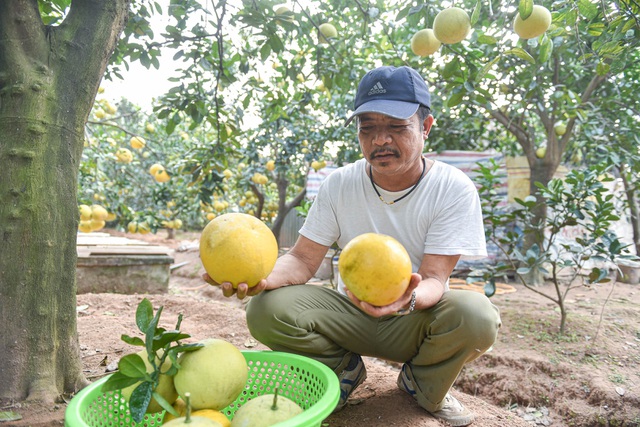 Mục sở thị vườn bưởi Diễn được mùa, kiếm gần 1 tỷ đồng mỗi năm-9