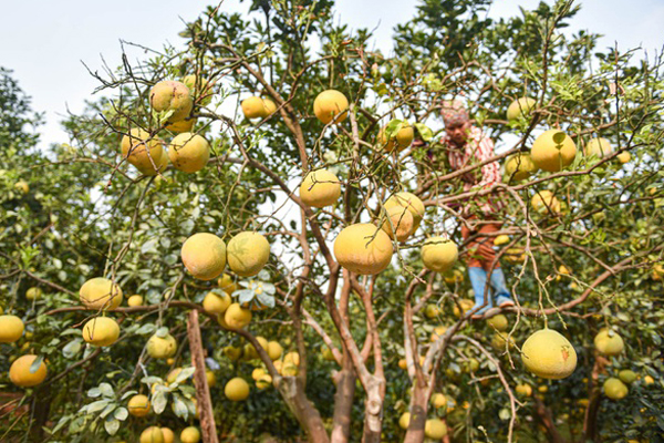 Chăm cây bưởi cổ ra 200 quả, chờ Tết bán đút túi 70 triệu đồng-7