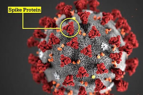 Biến thể mới của virus corona chủng mới 