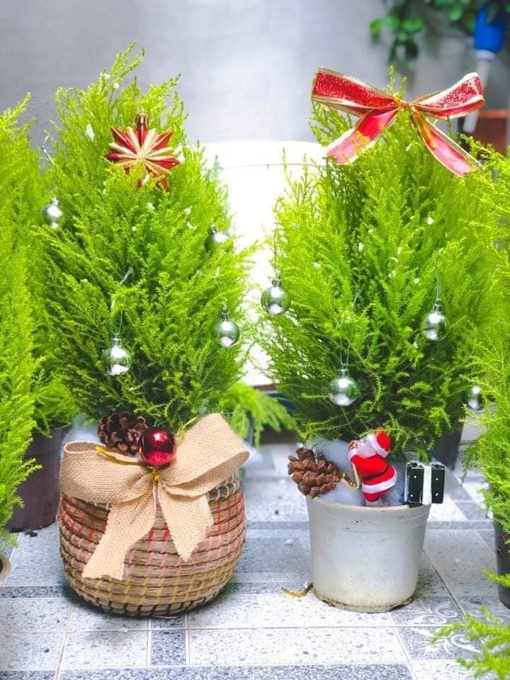 Tùng thơm mini giống hệt cây thông đắt khách Noel 2020-1