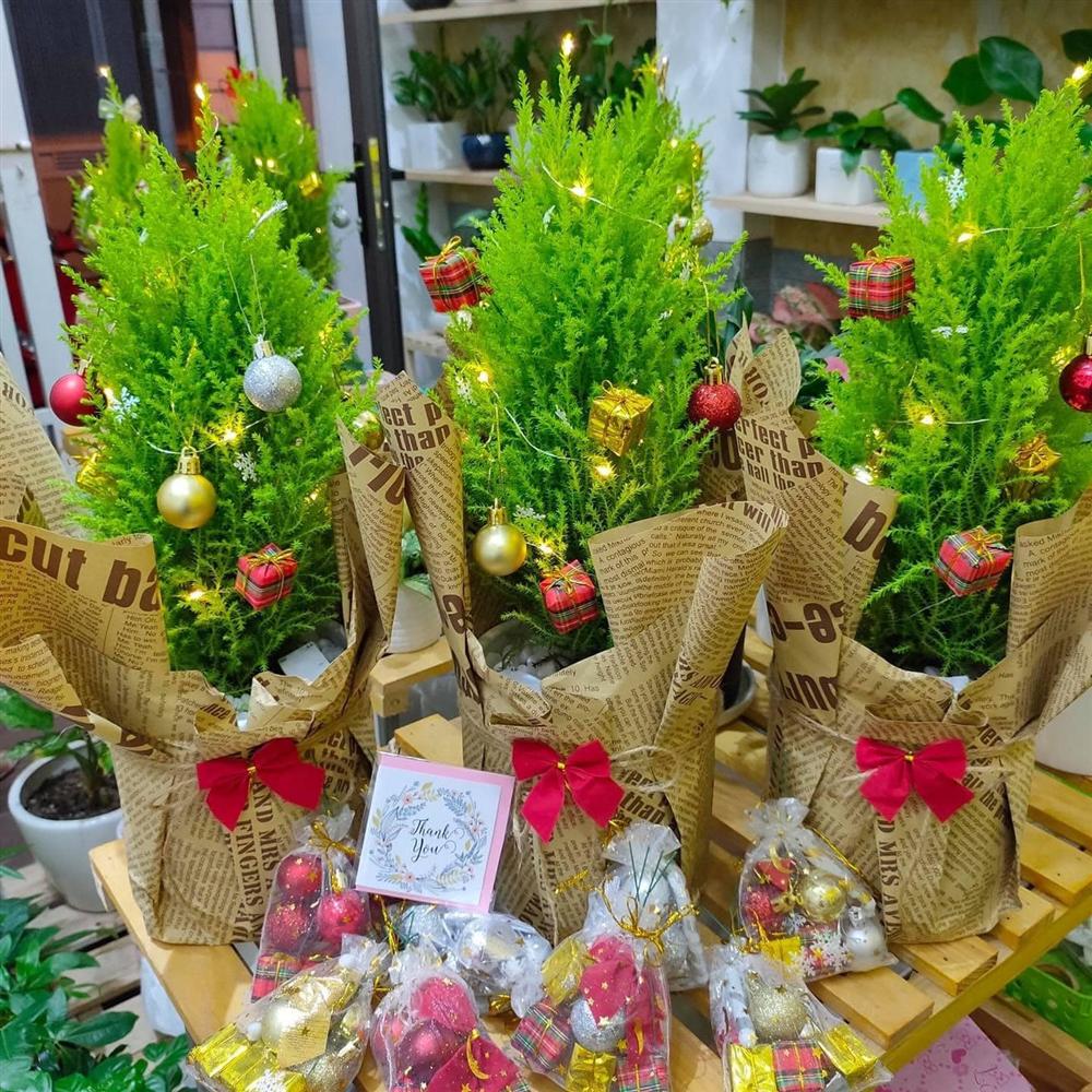 Tùng thơm mini giống hệt cây thông đắt khách Noel 2020-2