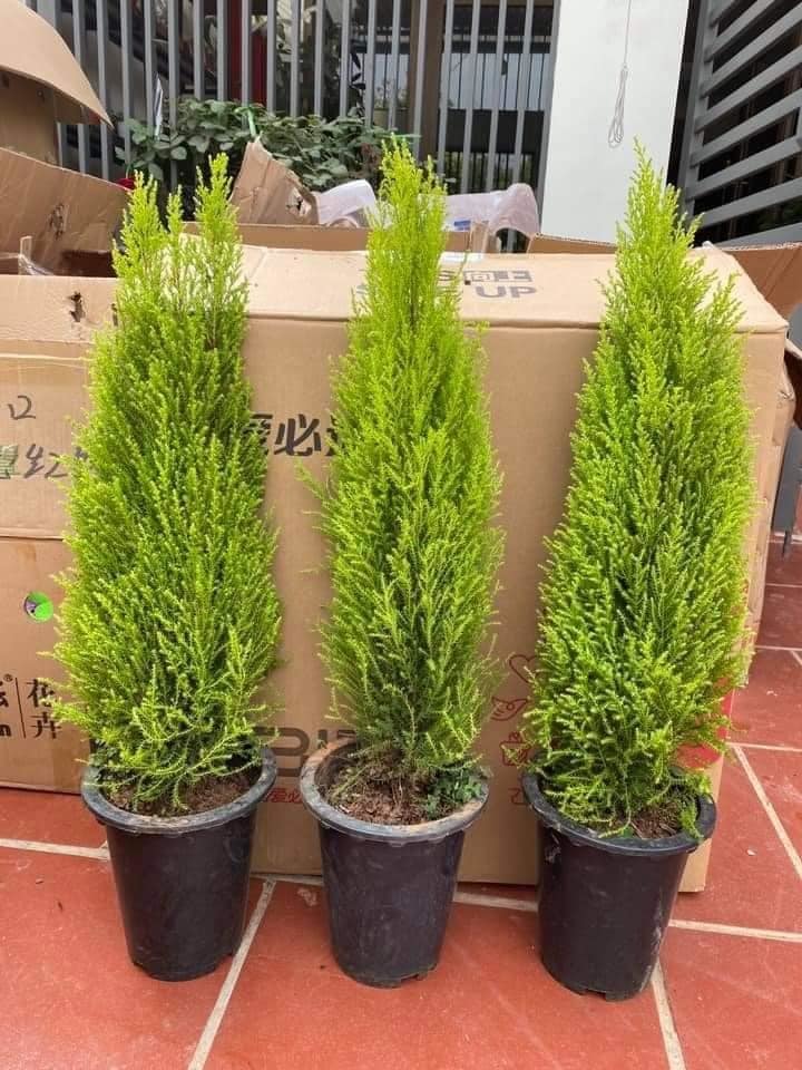 Tùng thơm mini giống hệt cây thông đắt khách Noel 2020-3