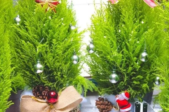 Tùng thơm mini giống hệt cây thông đắt khách Noel 2020
