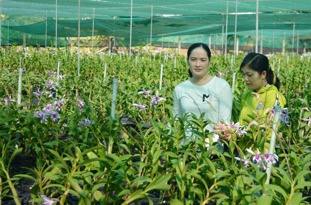 Thôn nữ xinh như hotgirl trồng phong lan 200.000 chậu với 100 loài hoa, lời 2 tỷ/năm-1