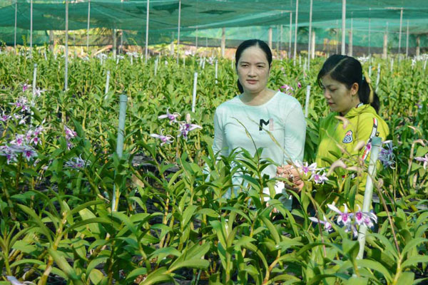 Phát hiện loài phong lan mới ở nơi không ai ngờ tới-3