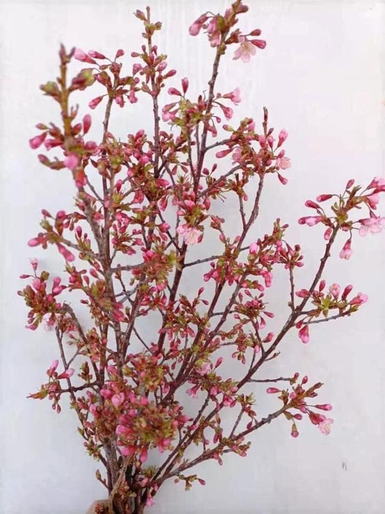 Hoa anh đào Trung Quốc tràn về, chị em ồ ạt mua chơi Tết-2