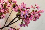 Hoa anh đào Nhật Bản bung nở đẹp mỹ mãn lần đầu tiên trong suốt 1200 năm, nhưng ẩn sau đó là một thảm họa đáng sợ-5