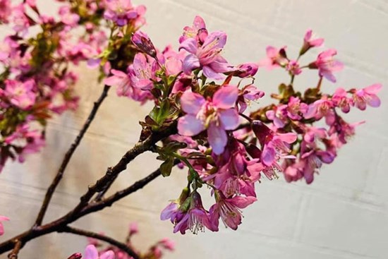 Hoa anh đào Trung Quốc tràn về, chị em ồ ạt mua chơi Tết