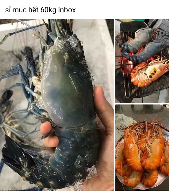 Tôm càng xanh siêu to khổng lồ chỉ 350.000 đồng/kg, khách gọi cháy máy đặt mua-1