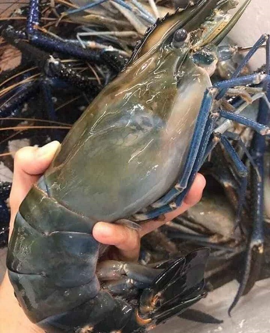 Tôm càng xanh siêu to khổng lồ chỉ 350.000 đồng/kg, khách gọi cháy máy đặt mua-2