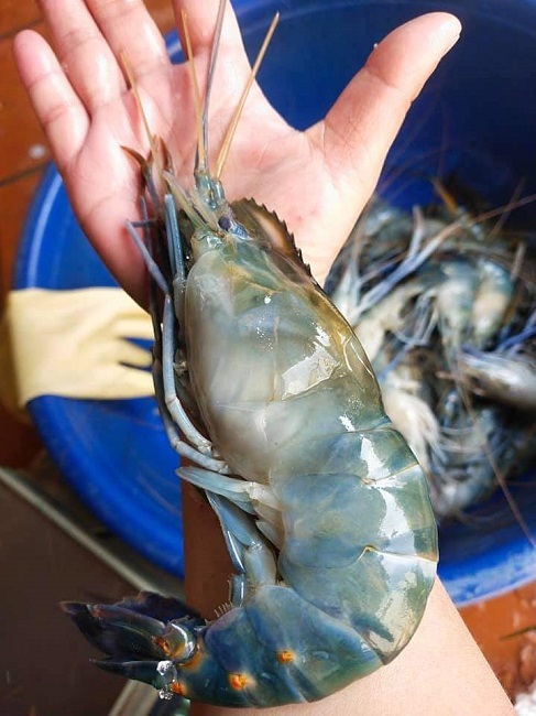 Tôm càng xanh siêu to khổng lồ chỉ 350.000 đồng/kg, khách gọi cháy máy đặt mua-3