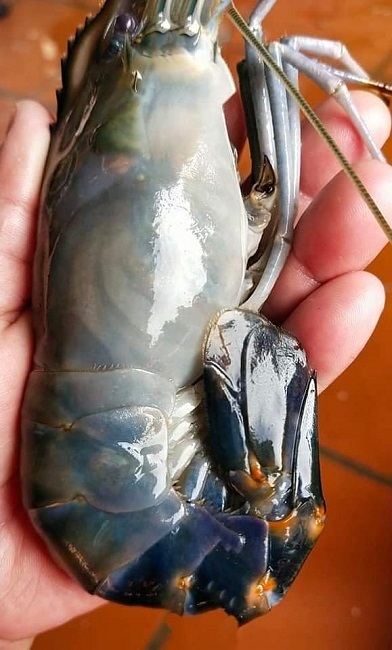 Tôm càng xanh siêu to khổng lồ chỉ 350.000 đồng/kg, khách gọi cháy máy đặt mua-4