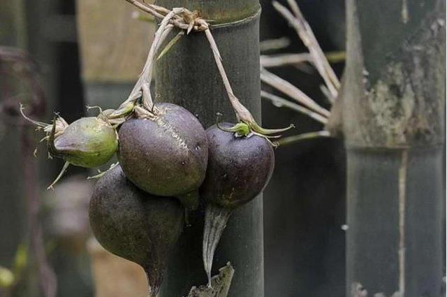 Loại quả 50 năm mới kết trái 1 lần, bán gần 1 triệu/quả vẫn nhiều người mua-4