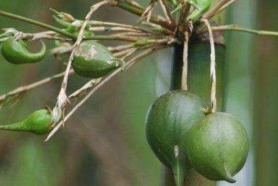 Loại quả 50 năm mới kết trái 1 lần, bán gần 1 triệu/quả vẫn nhiều người mua