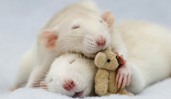 Cuối tuần này, top 3 con giáp gặt hái nhiều thành công, lên đời chóng mặt, làm gì cũng thắng lớn-2