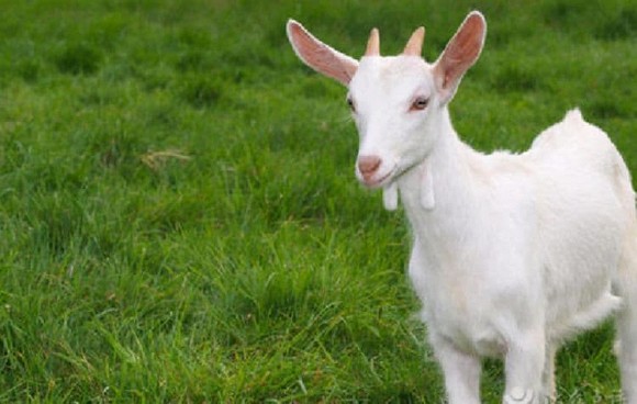 Cuối tuần này, top 3 con giáp gặt hái nhiều thành công, lên đời chóng mặt, làm gì cũng thắng lớn-3