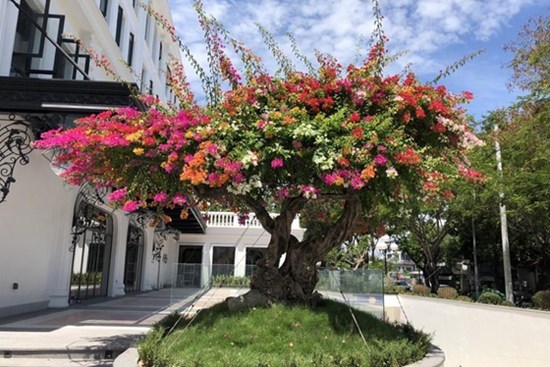 Chơi Tết sang: Đại gia đổi cả chung cư tiền tỷ lấy cây hoa giấy 5 màu