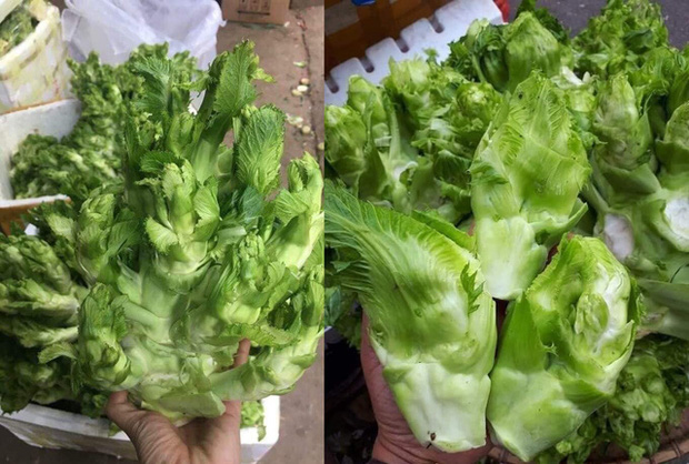 Sự thật đằng sau rau mầm đá xanh mướt giá 20.000 đồng/kg khiến ai cũng phải dè chừng-1