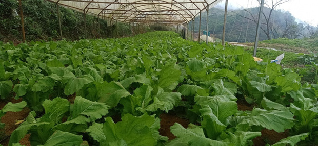 Sự thật đằng sau rau mầm đá xanh mướt giá 20.000 đồng/kg khiến ai cũng phải dè chừng-5