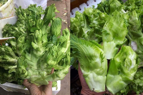 Bất ngờ loại ớt đắt nhất thế giới giá nửa tỷ một kg được người Việt đem tặng miễn phí-7