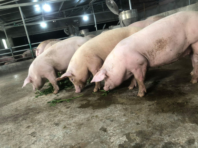 Nuôi lợn hoàng gia nghe nhạc Pháp, ngắm hoa hồng, lợi nhuận hàng trăm triệu mỗi năm-3