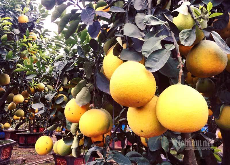 Chăm cây bưởi cổ ra 200 quả, chờ Tết bán đút túi 70 triệu đồng-2