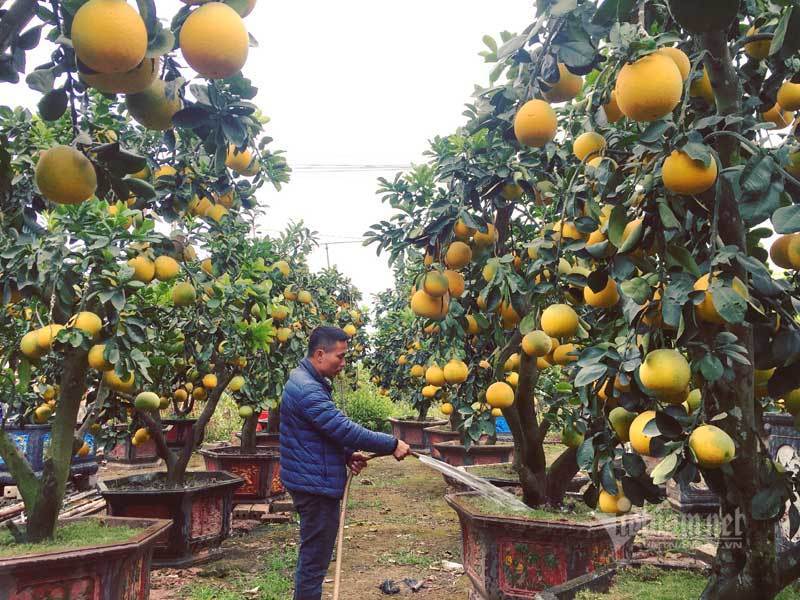 Chăm cây bưởi cổ ra 200 quả, chờ Tết bán đút túi 70 triệu đồng-6