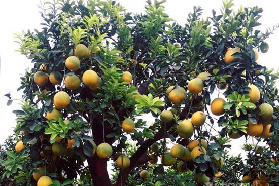 Chăm cây bưởi cổ ra 200 quả, chờ Tết bán đút túi 70 triệu đồng