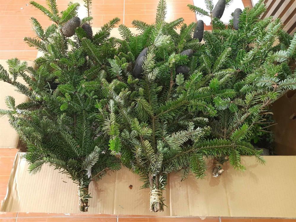 Thông tươi mini giá rẻ đắt khách dịp Noel-2