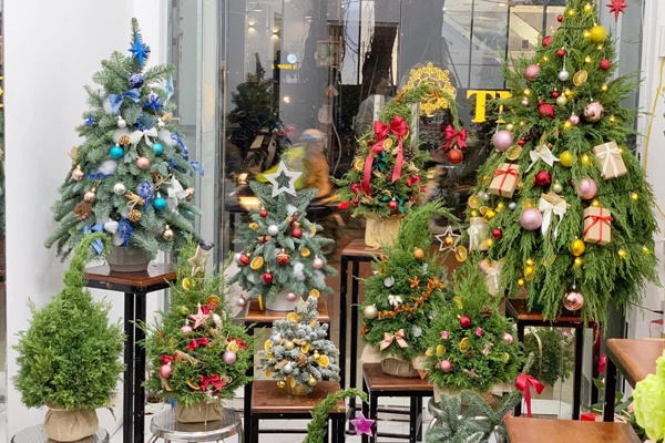 Thông Noel đi máy bay về Việt Nam giá chục triệu đồng/cây vẫn hút khách-10