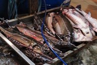 Nguồn gốc cá tầm nhập khẩu rẻ không ngờ bày bán khắp chợ