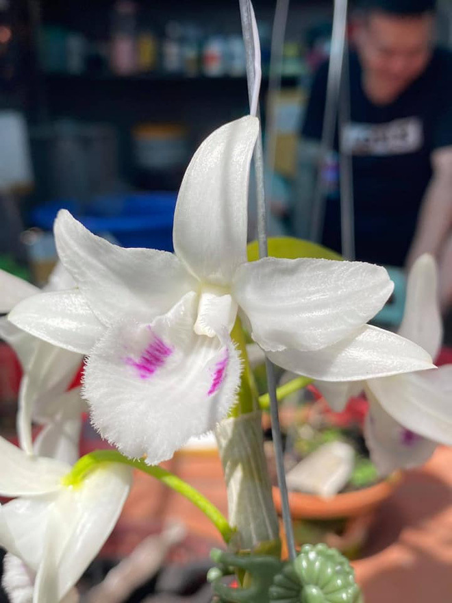 Dậy sóng với màn giao dịch dàn hoa lan đột biến trị giá 200 tỷ-3