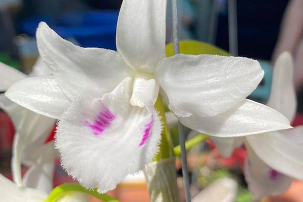 Lan đột biến Vĩnh Khang rao giá 50 tỷ trên Facebook và màn so găng lan var từ Bắc chí Nam-5