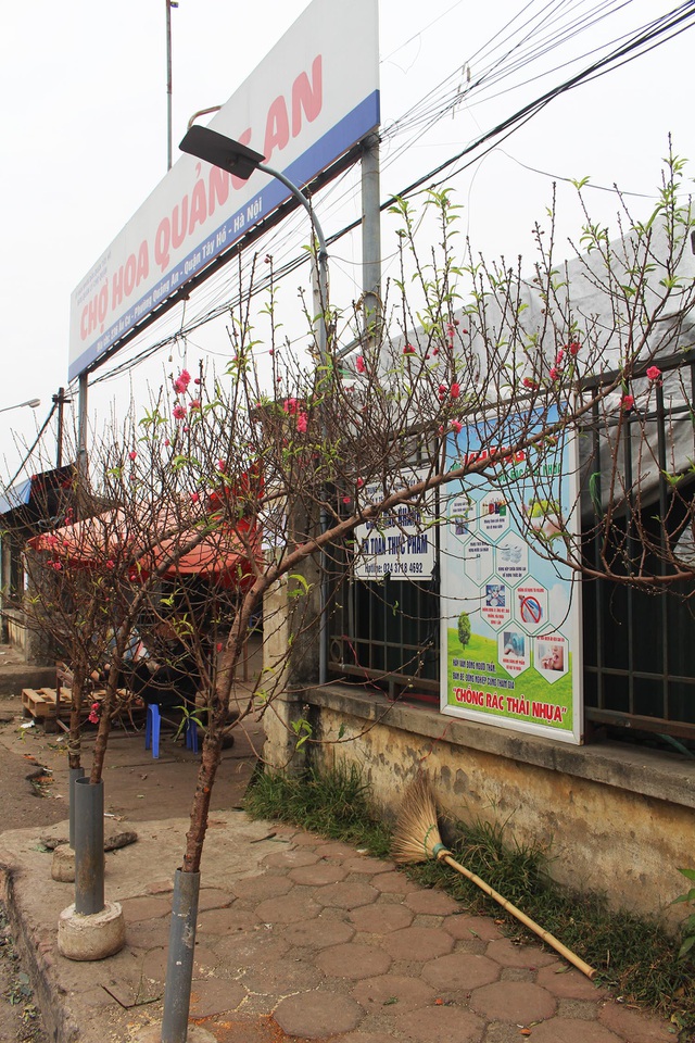 Đào Tết xuống phố sớm: Tiểu thương hét giá mỗi cành 1 triệu đồng-1