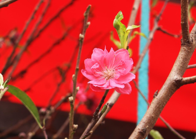 Đào Tết xuống phố sớm: Tiểu thương hét giá mỗi cành 1 triệu đồng-2