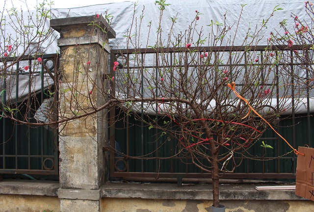 Đào Tết xuống phố sớm: Tiểu thương hét giá mỗi cành 1 triệu đồng-4